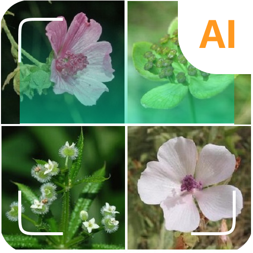 Plant identifier