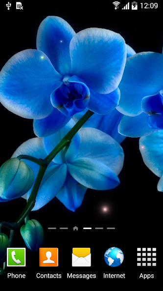 Orchids Wallpaper