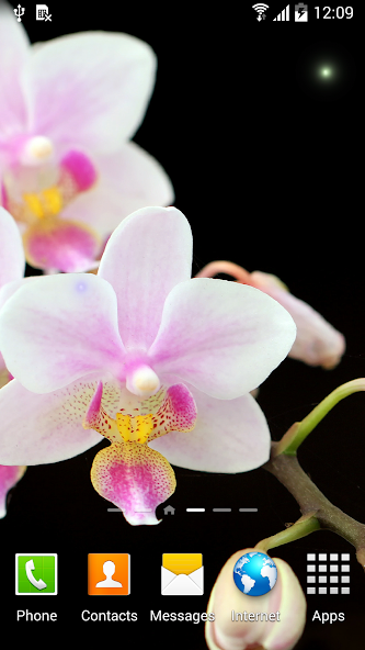 Orchids Wallpaper
