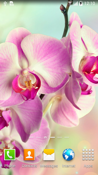 Orchids Wallpaper