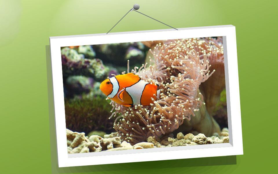 Picture Puzzle: Fishes